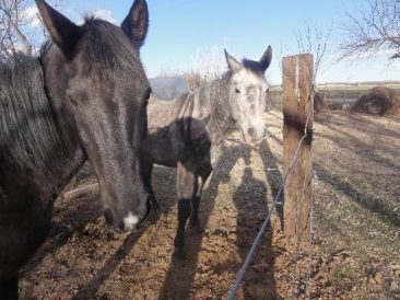 The Great Horse Escape Part 2: The Sequel! Image